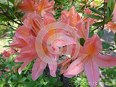 Alstroemeria - Peruvian lily Stock Photo