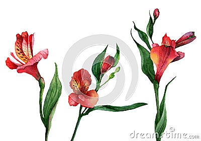 Alstroemeria Cartoon Illustration