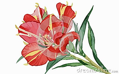 Alstromeria flower watercolor art and illustration created with ai Vector Illustration