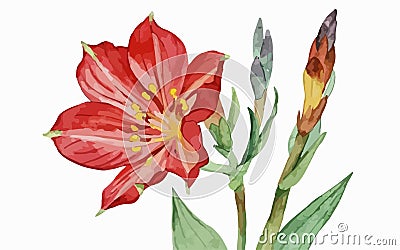 Alstromeria flower watercolor art and illustration created with ai Vector Illustration