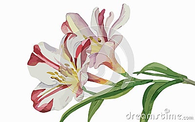 Alstromeria flower watercolor art and illustration created with ai Vector Illustration