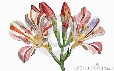 Alstromeria flower watercolor art and illustration created with ai Vector Illustration