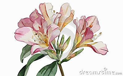 Alstromeria flower watercolor art and illustration created with ai Vector Illustration