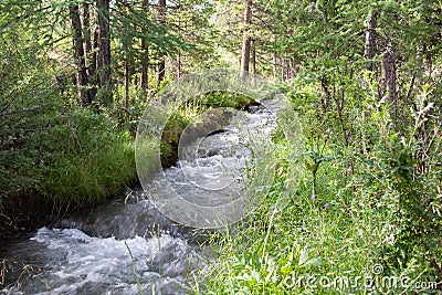 Altai mountain river in forest Stock Photo