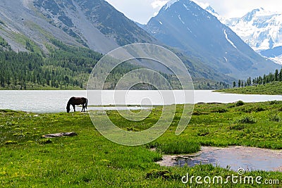 Altai Mountains landscape. Horse by the Akkem lake Stock Photo