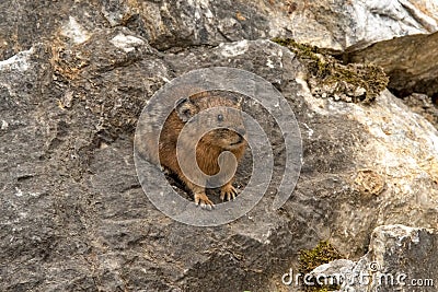 Altai pika, or alpine pika. Mammal of the genus pika of the detachment of Lagomorphs Stock Photo
