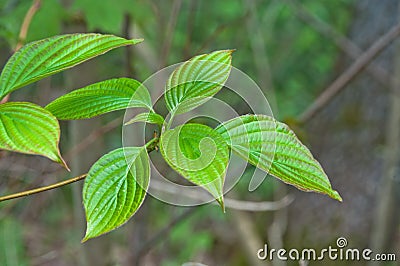 Alternate-leafed dogwood leaves Stock Photo