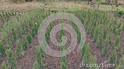 Alternatief voor de kerstboom Luchtzicht van een plantenkwekerij Naaldzaailingen, flora in de landbouw Verkoop van stock video Alternatief voor de kerstboom Luchtzicht van een plantenkwekerij Naaldzaailingen, flora in de landbouw Verkoop van stock video