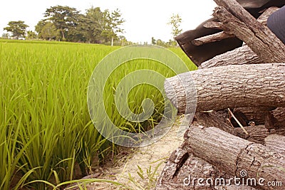 obsolete piles of wood Stock Photo