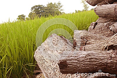 obsolete piles of wood Stock Photo
