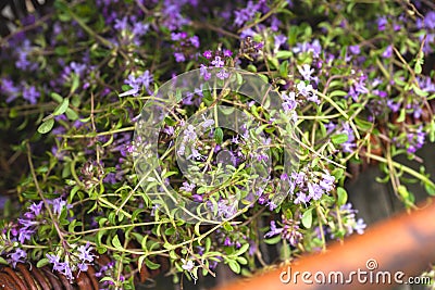 Alternative Medicine.Thyme and medical ampoules. Essential oils Stock Photo