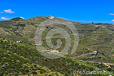 Alto Douro Vineyards Stock Photo