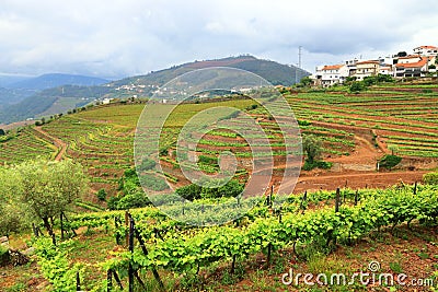 Alto Douro vineyards, Portugal Stock Photo