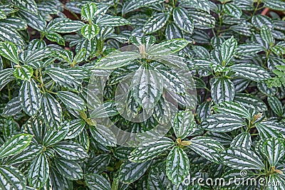 Aluminum plant Pilea cadieri - tropical plant Stock Photo