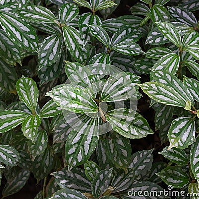 Aluminum plant or watermelon pilea foliage, background Stock Photo