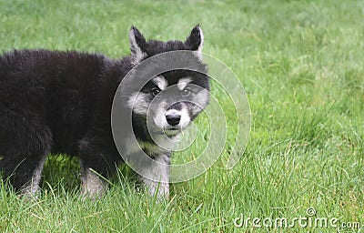 Alusky Pup Looking a Little Nervous and Cautious Stock Photo