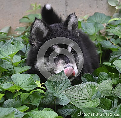 Alusky Puppy Dog Licking the Tip of His Nose Stock Photo