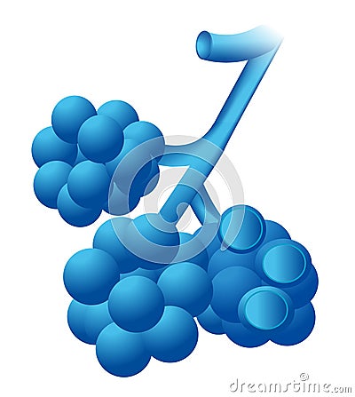 Alveoli Stock Photo