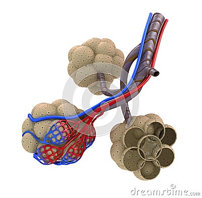 Alveoli in lungs - blood saturating by oxygen Stock Photo