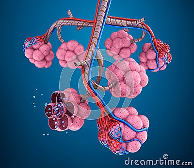 Alveoli : natomy of human respiratory system - blood saturating by oxygen Stock Photo