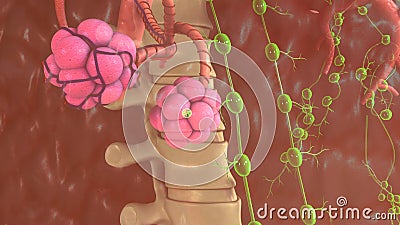 Alveoli Stock Photo