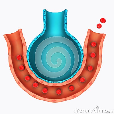 Alveolus Stock Photo