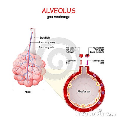 Alveolus. gas exchange Vector Illustration