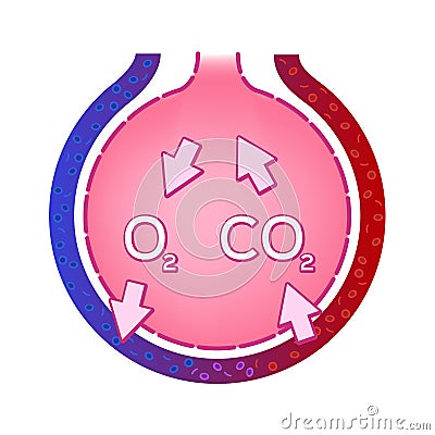 Alveolus in lung. gas exchange . anatomy concept Vector Illustration