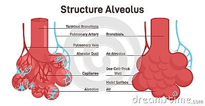 Alveolus structure. Respiratory membrane of alveoli, oxygen and carbon Vector Illustration