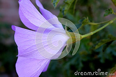 Alyogyne huegelii, Lilac Hibiscus Stock Photo