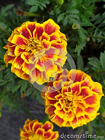 Alyssum flowers red and yellow in the garden freshly watered. Flores de tagete color amarillo y rojo, en el jardÃ­n. Stock Photo