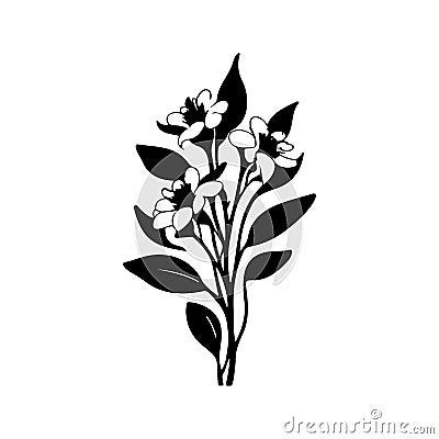 Alyssum lily Icon hand draw black colour plants logo symbol perfect Vector Illustration
