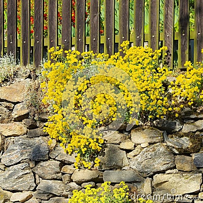 Alyssum saxatile Stock Photo