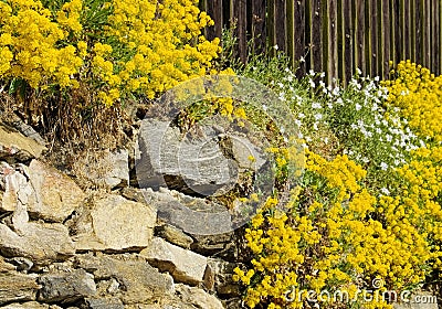 Alyssum saxatile Stock Photo