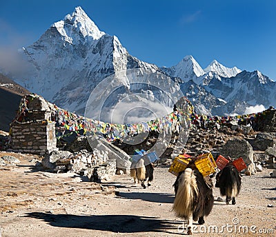 Ama Dablam with caravan of yaks and prayer flags Editorial Stock Photo