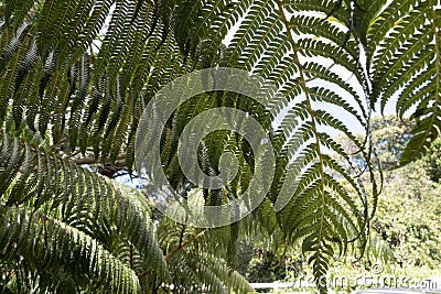 â€˜Ama`u ferns near Hilo Forest Reserve Stock Photo