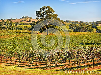 Amador County Vineyard, California Stock Photo