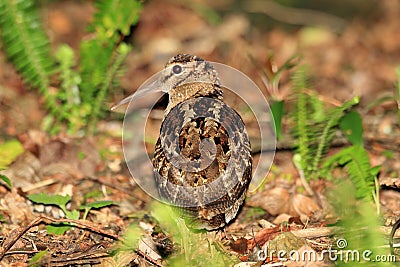 Amami Woodcock Stock Photo