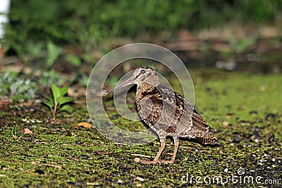 Amami Woodcock Stock Photo