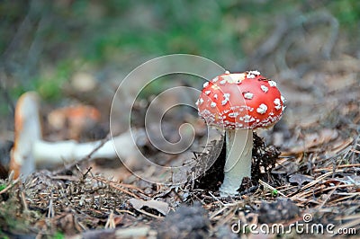 Amanita Stock Photo