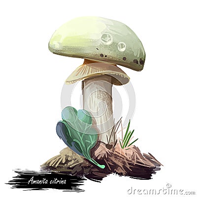 Amanita citrina or mappa, false death cap mushroom closeup digital art illustration. Boletus has white cap, stem and volva. Cartoon Illustration