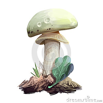 Amanita citrina or mappa, false death cap mushroom closeup digital art illustration. Boletus has white cap, stem and Cartoon Illustration