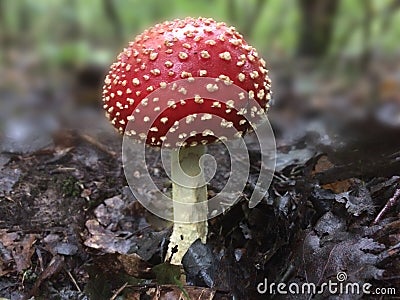 Amanita fly agaric mashroom in the forest Stock Photo