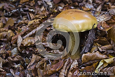 Amanita gemmata in autumn ambiance Stock Photo