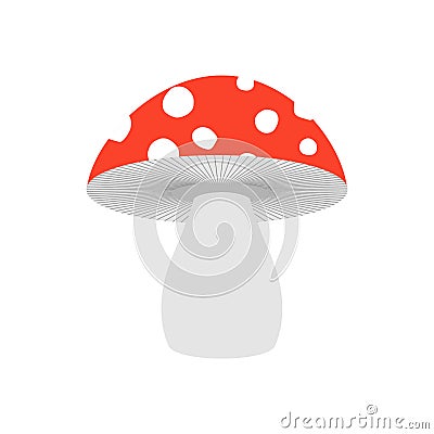 Amanita isolated. Poisonous Mushroom on white background. Vector Illustration