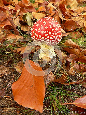 Amanita muscaria Stock Photo