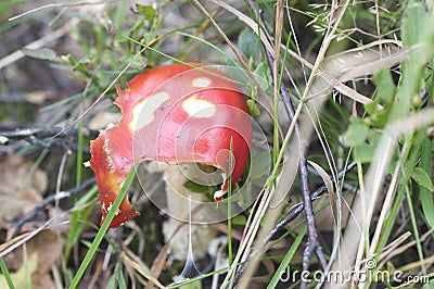 Amanita Muscaria chewed on sides detail in grass Stock Photo
