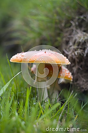 Amanita muscaria - The Fly Agaric Stock Photo