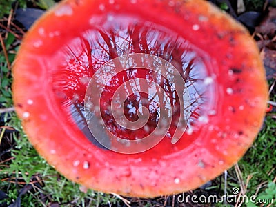 Amanita muscaria fly agaric mushroom red cap with water reflecting forest trees in it macro Stock Photo