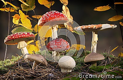 Amanita muscaria fly agaric red mushrooms with white spots in grass Stock Photo